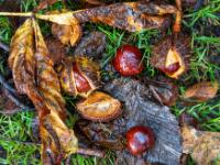 Kastanien am Boden und in der Schale bei Regen